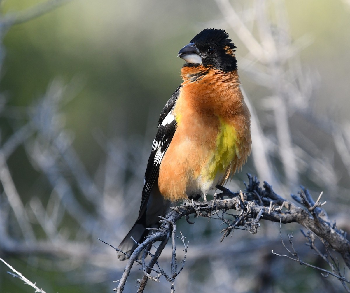 Cardinal à tête noire - ML637370345