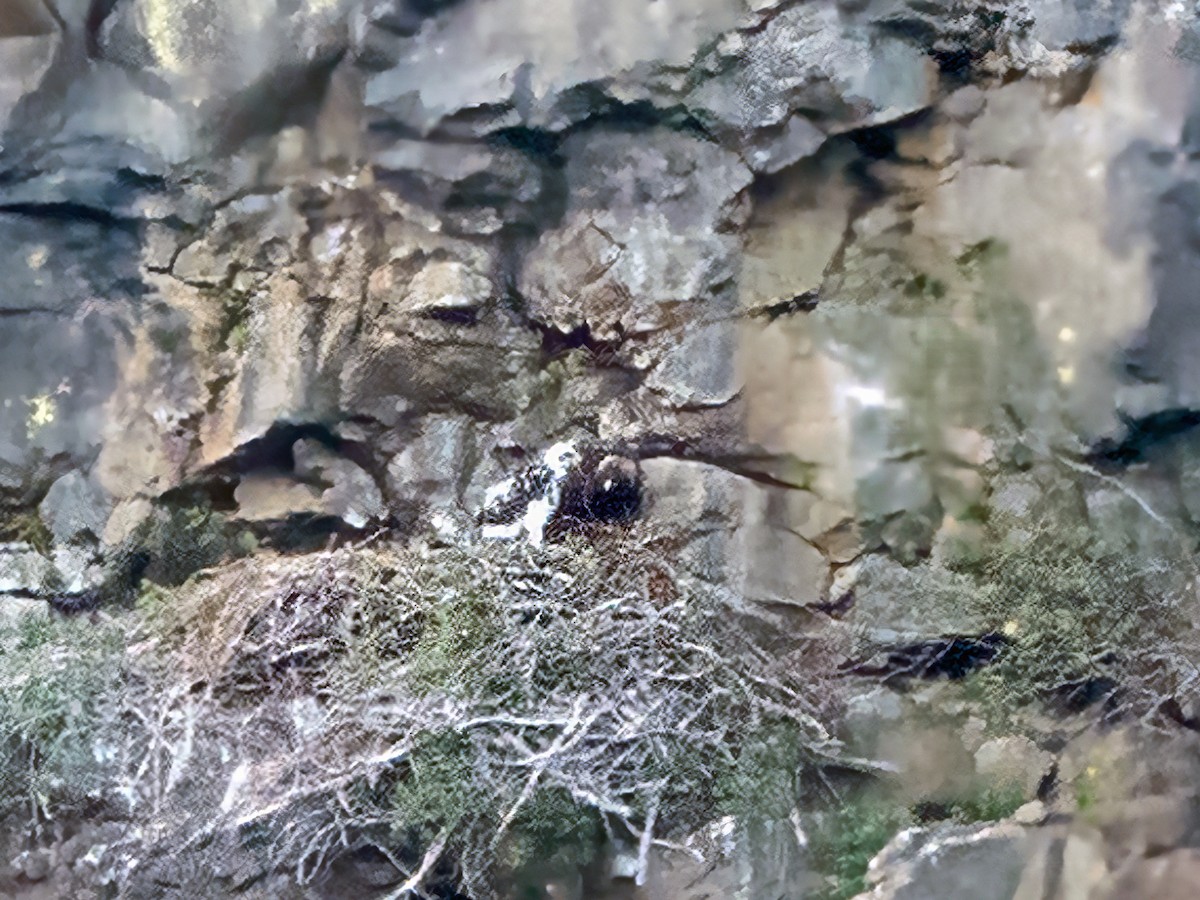 Golden Eagle - ML637370369