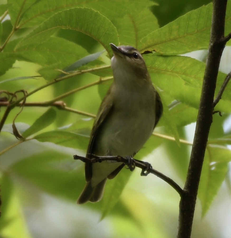 Vireo occhirossi - ML637370376