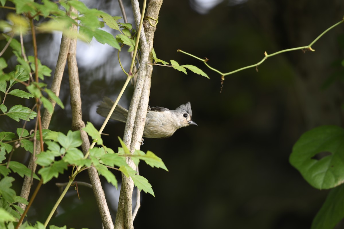 Tufted Titmouse - ML637370383