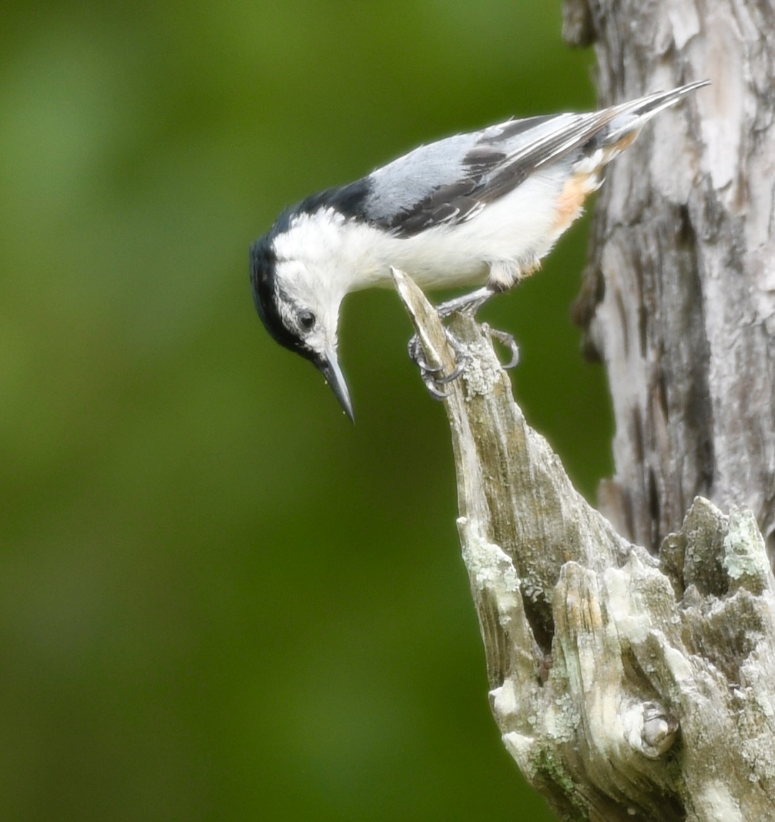 White-breasted Nuthatch - ML637370396