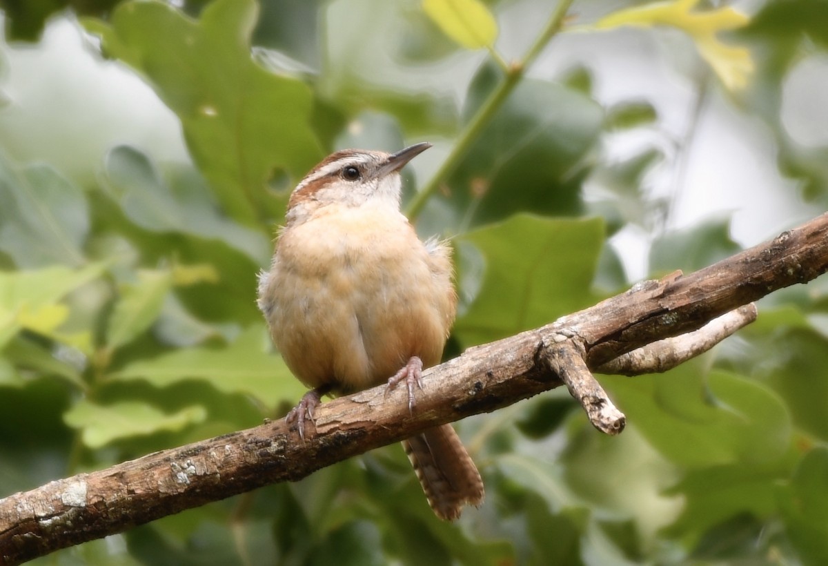 Carolina Wren - ML637370407