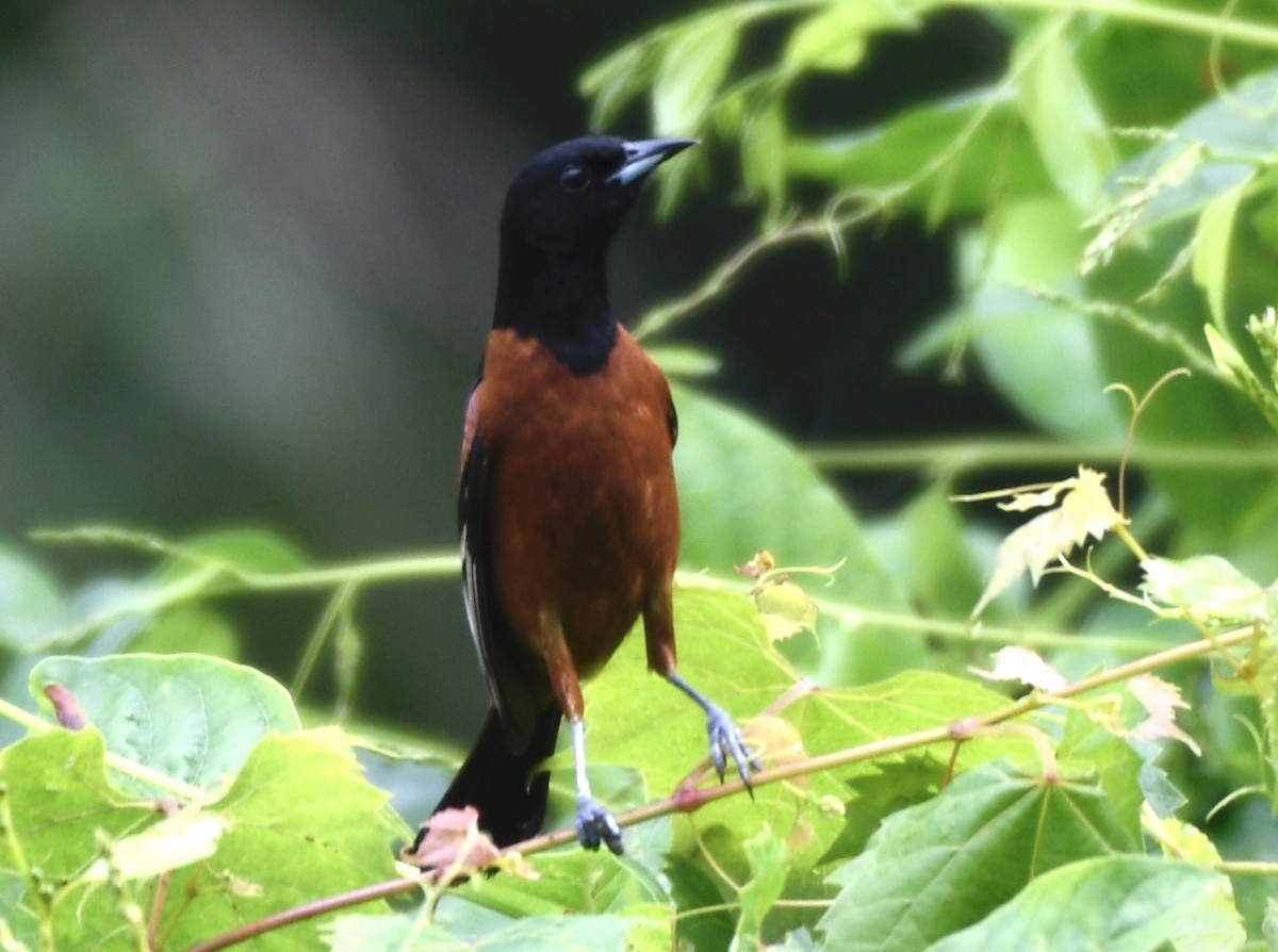Orchard Oriole - ML637370423