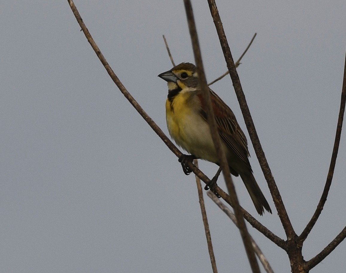 Dickcissel - ML637370451
