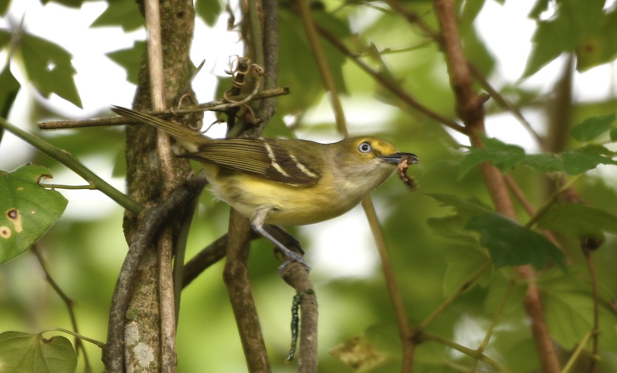 White-eyed Vireo - ML637370483