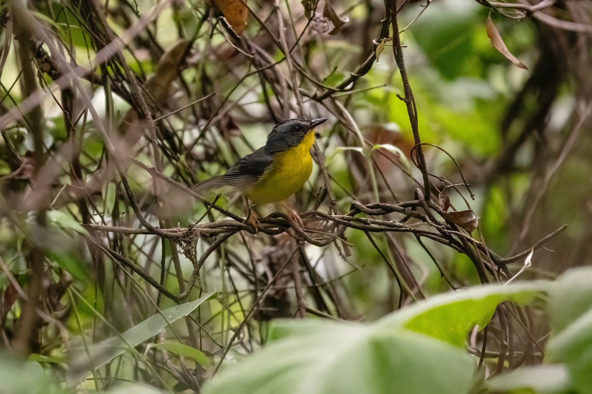 Gray-and-gold Warbler - ML637370517