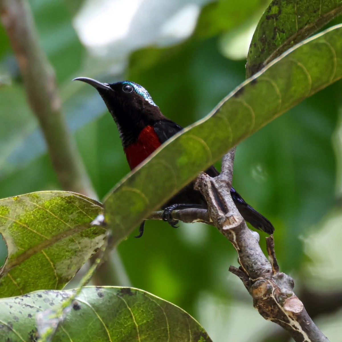 Van Hasselt's Sunbird - ML637370538