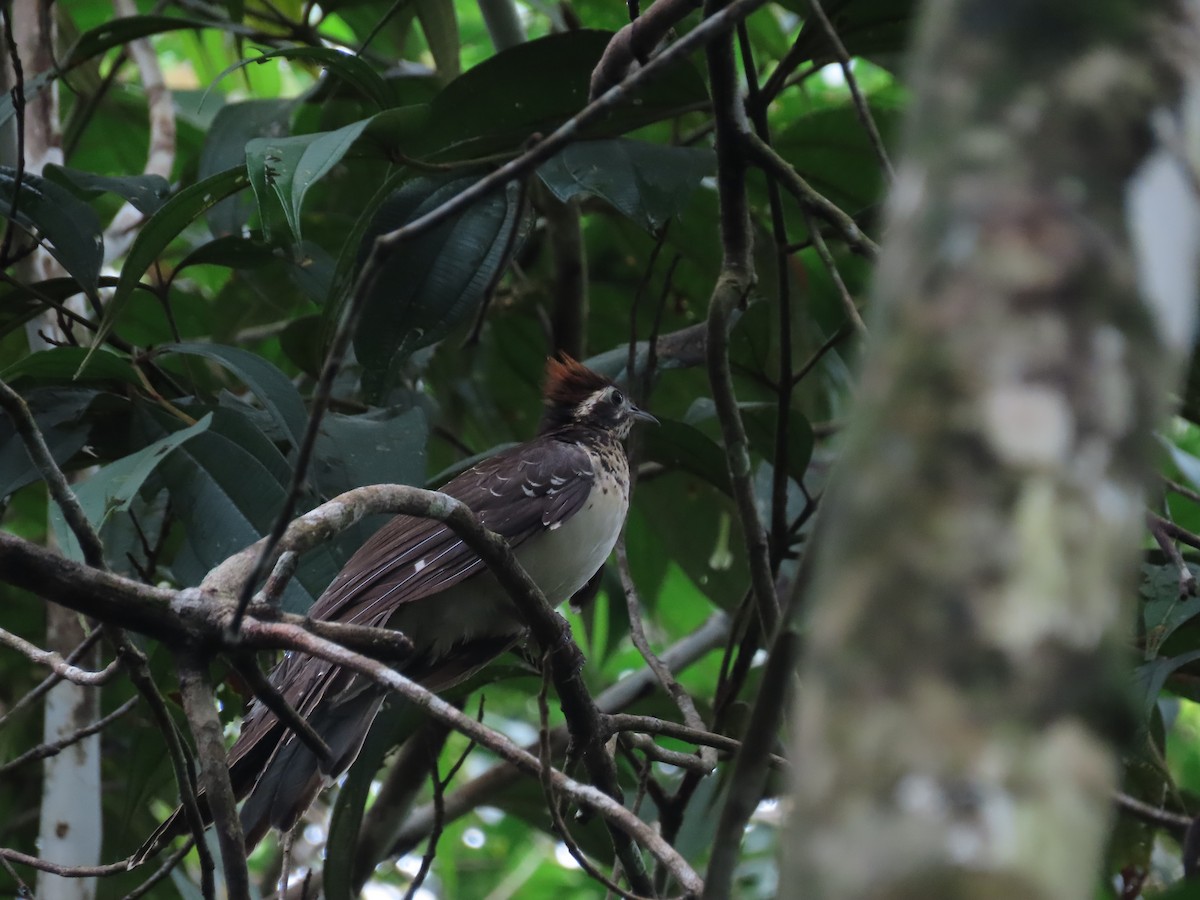 Pheasant Cuckoo - ML637370542