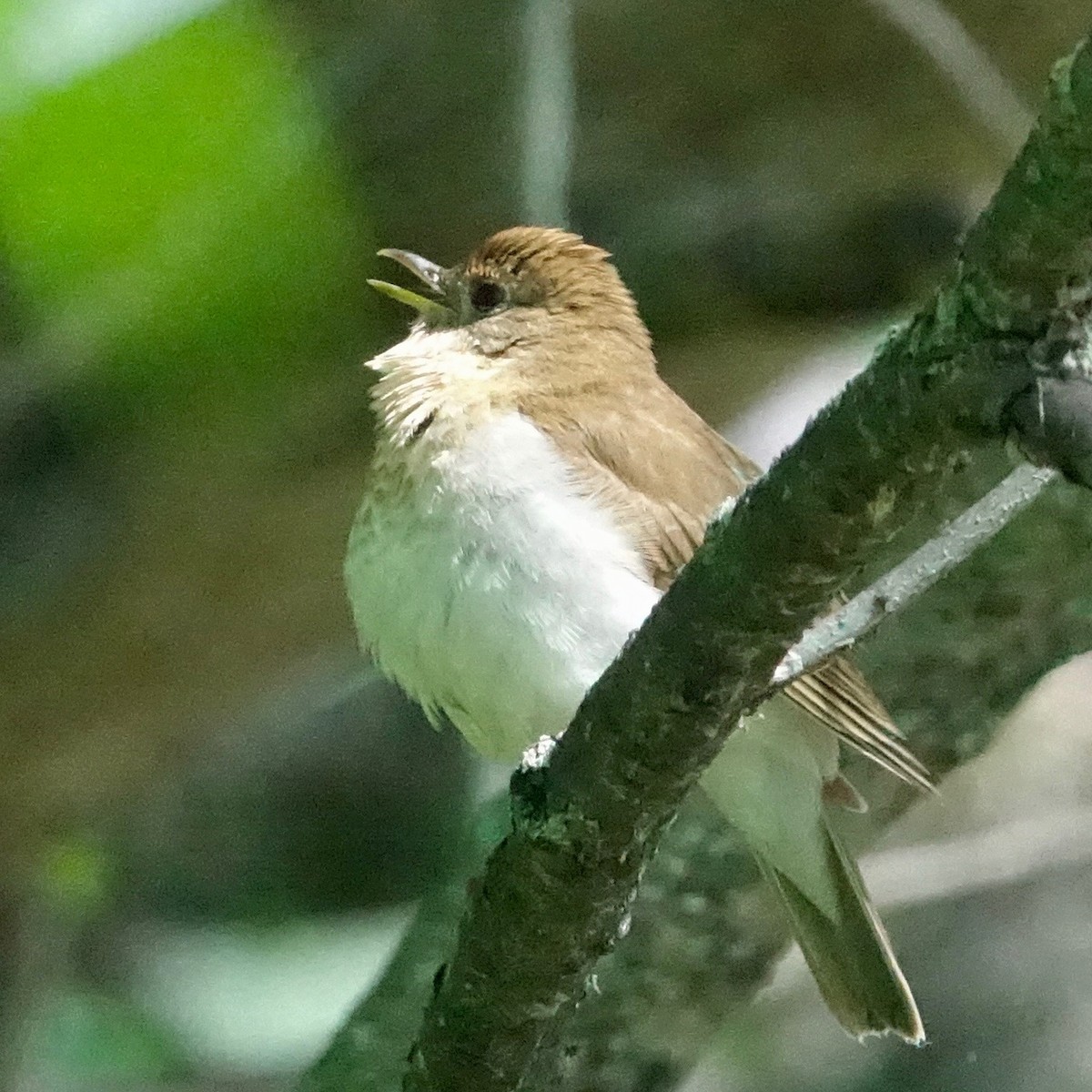 Veery - ML637370569