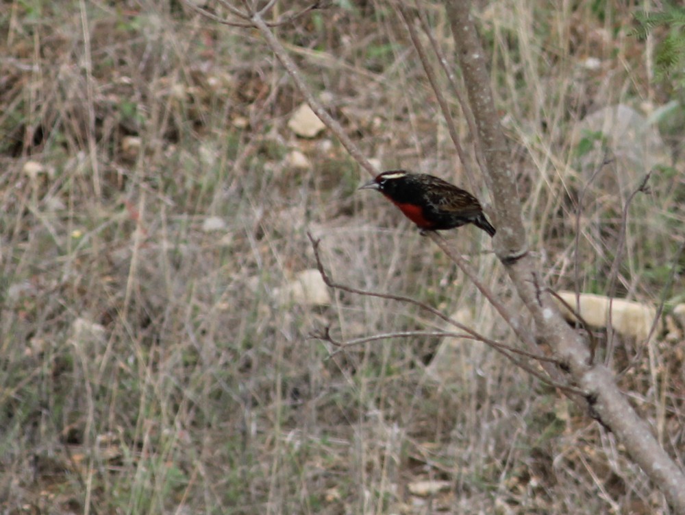 Peruvian Meadowlark - ML637370602