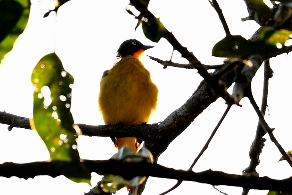 Flame-throated Bulbul - ML637370648