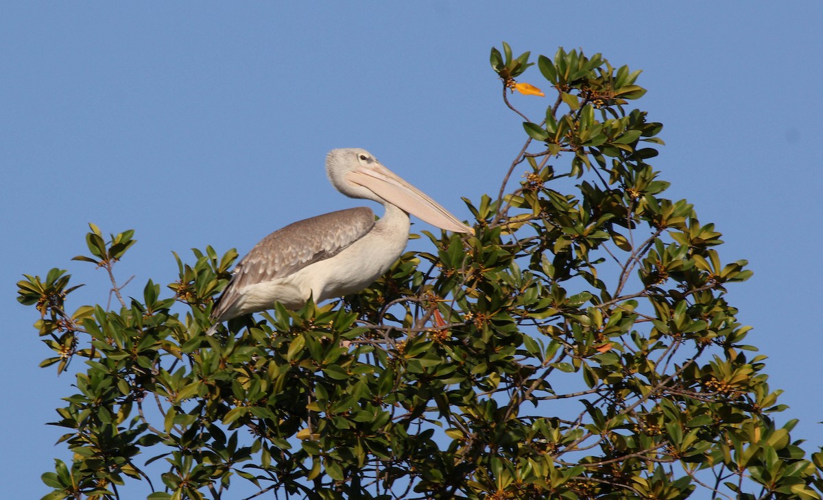 Pink-backed Pelican - ML637370650