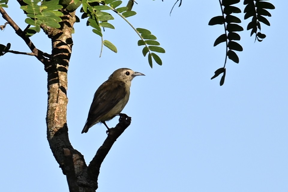 Nilgiri Flowerpecker - ML637370792