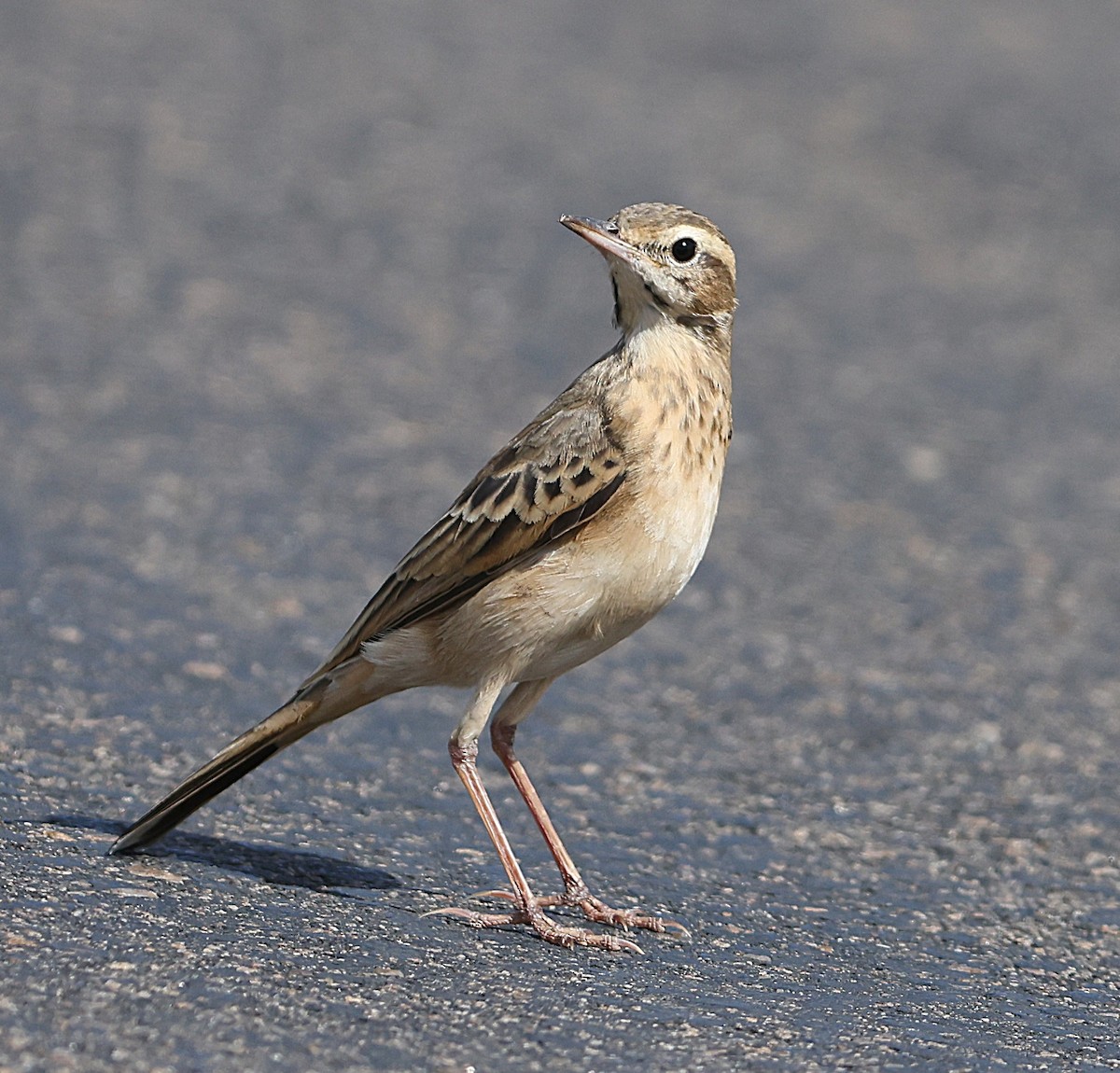 Buffy Pipit - ML637370809