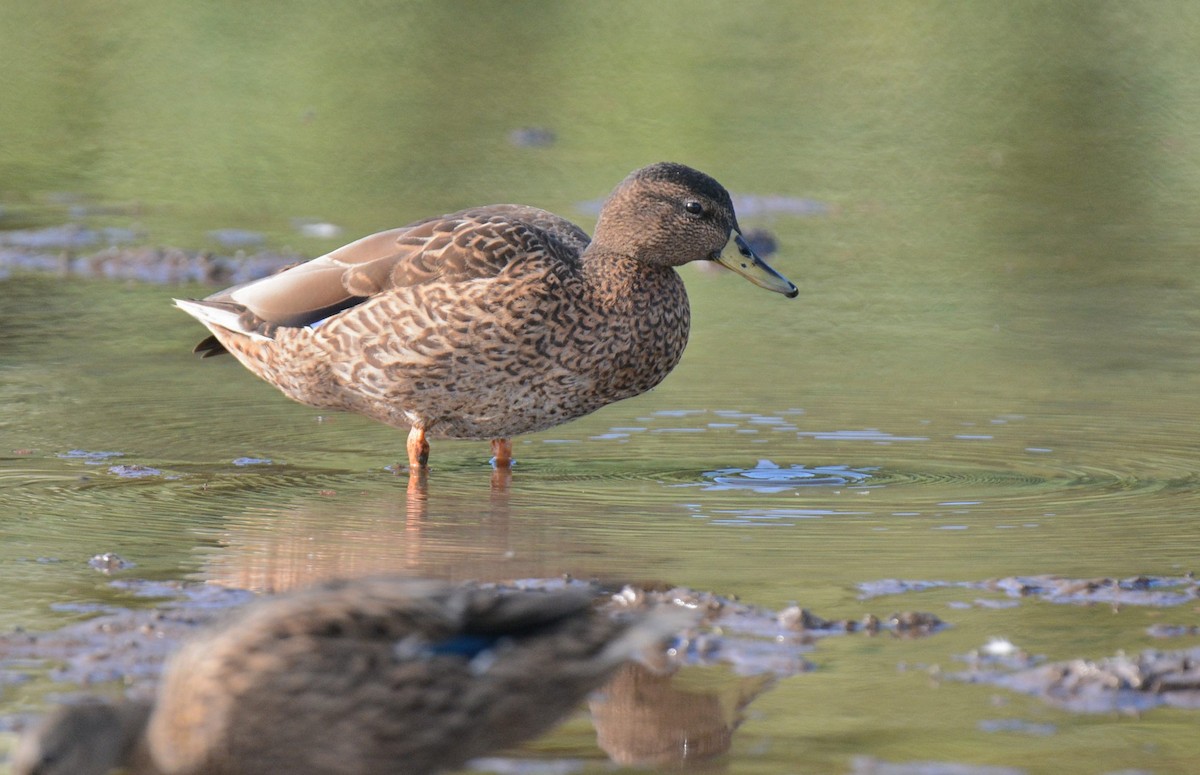 Hawaiian Duck - ML637370814