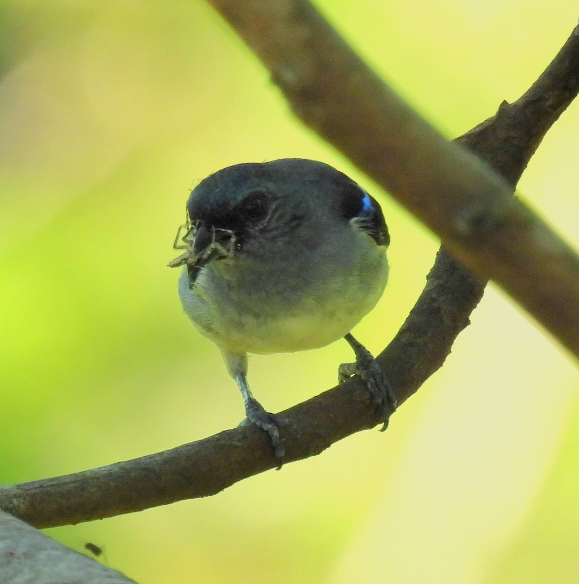 Plain-colored Tanager - ML637370866