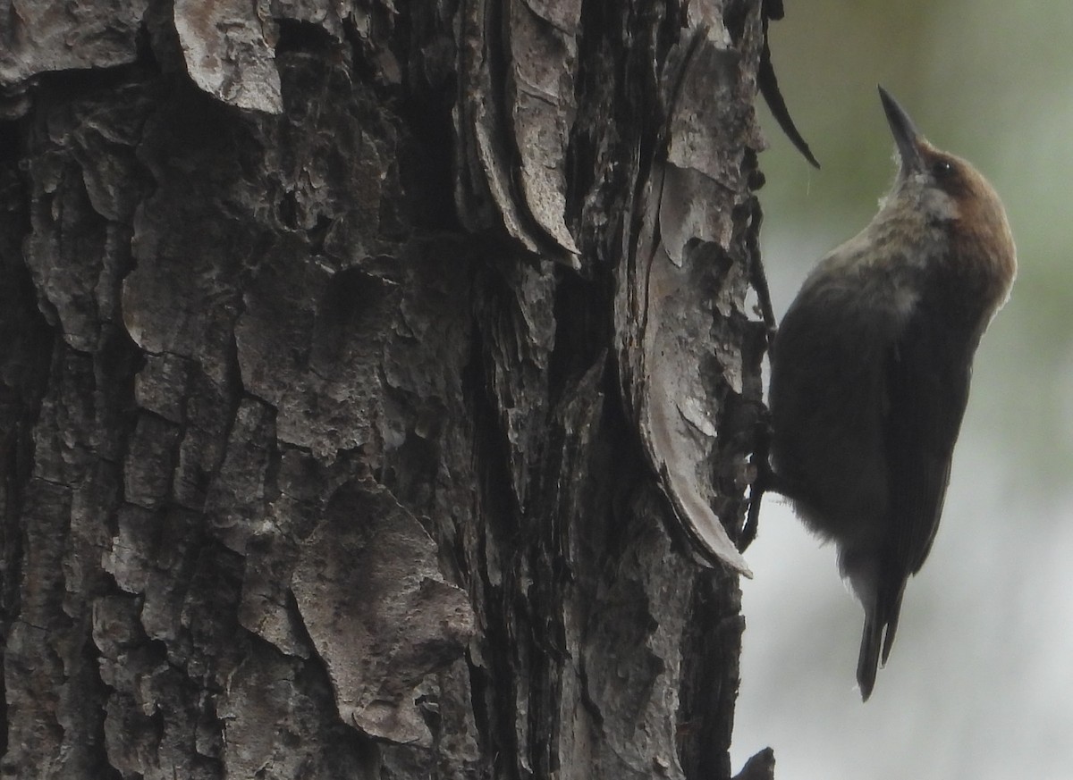 Brown-headed Nuthatch - ML637370867