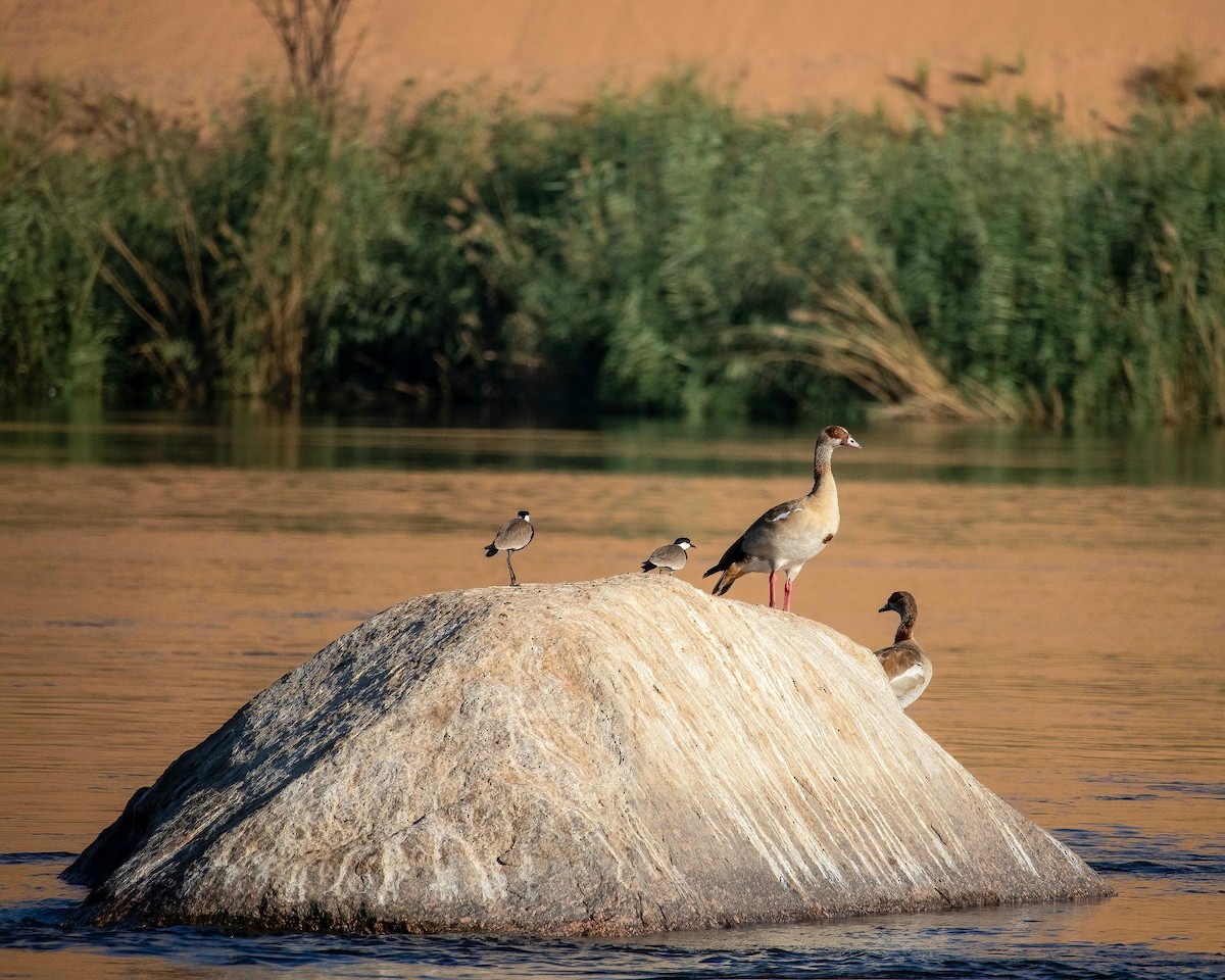 Egyptian Goose - ML637370904