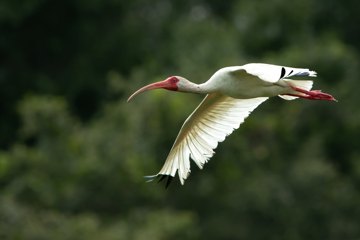 White Ibis - ML637370924