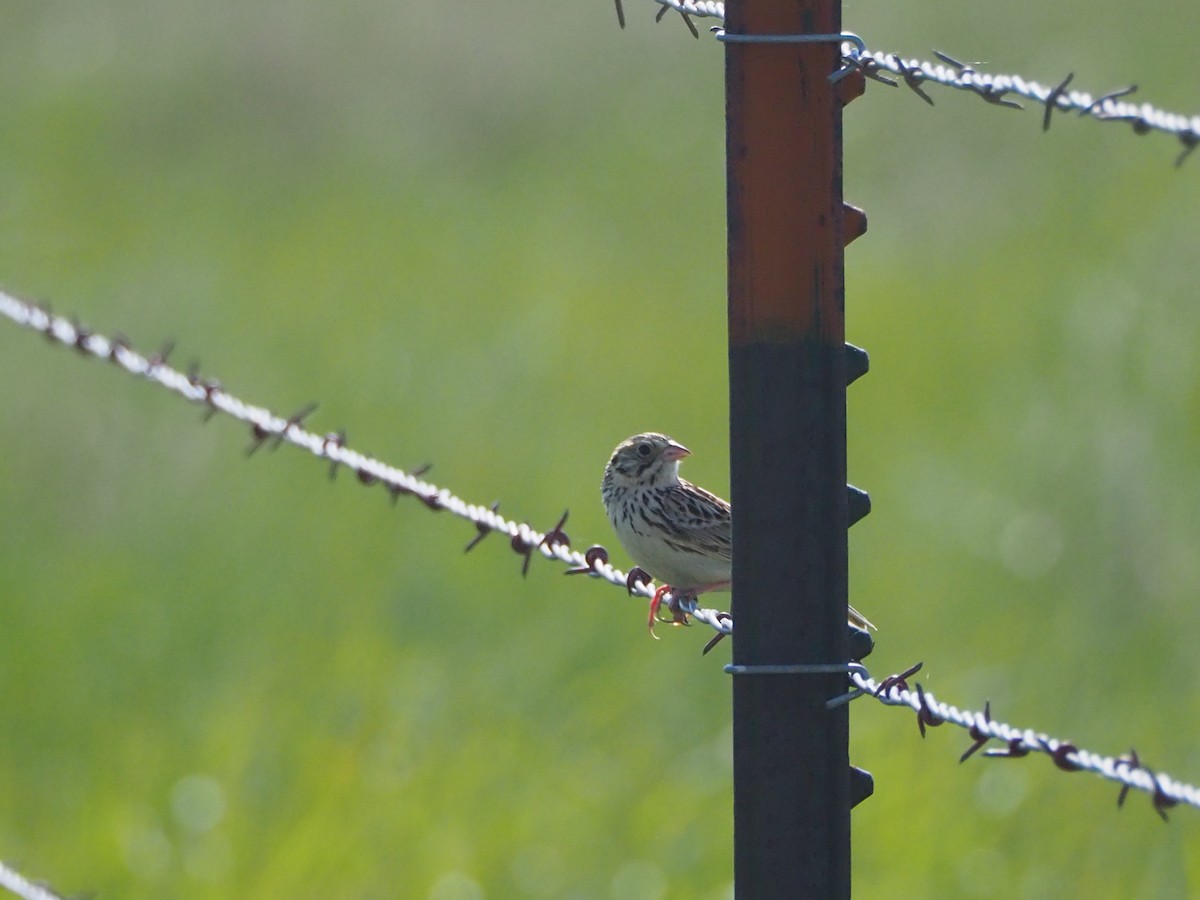 Baird's Sparrow - ML637370982