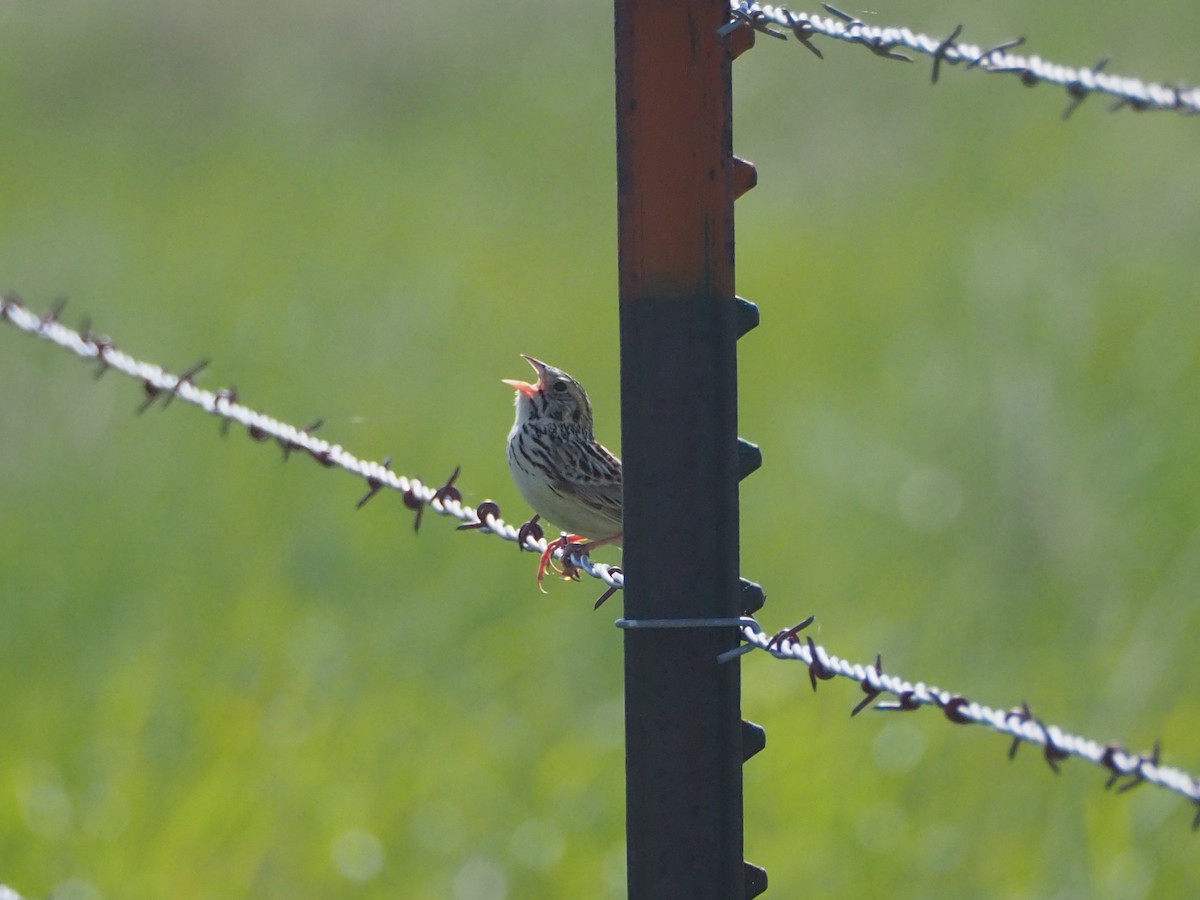 Baird's Sparrow - ML637370983