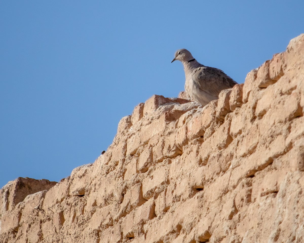 Eurasian Collared-Dove - ML637371011