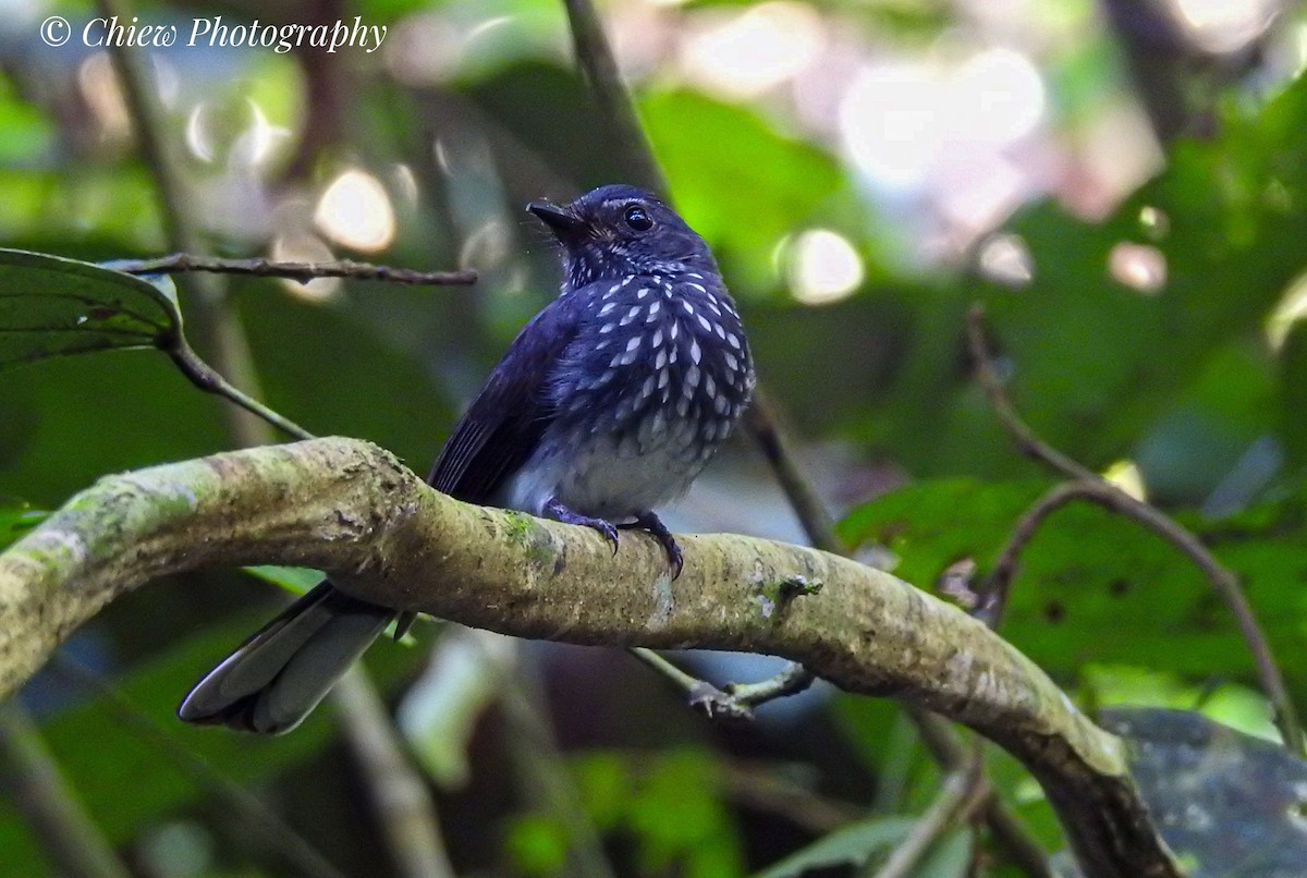 Spotted Fantail - ML637371034