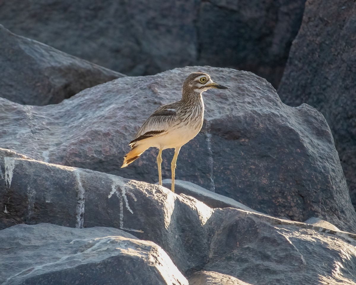 Senegal Thick-knee - ML637371054