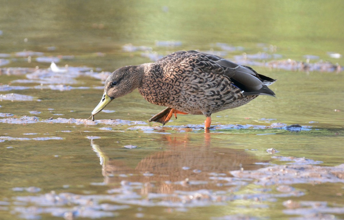 Hawaiian Duck - ML637371070