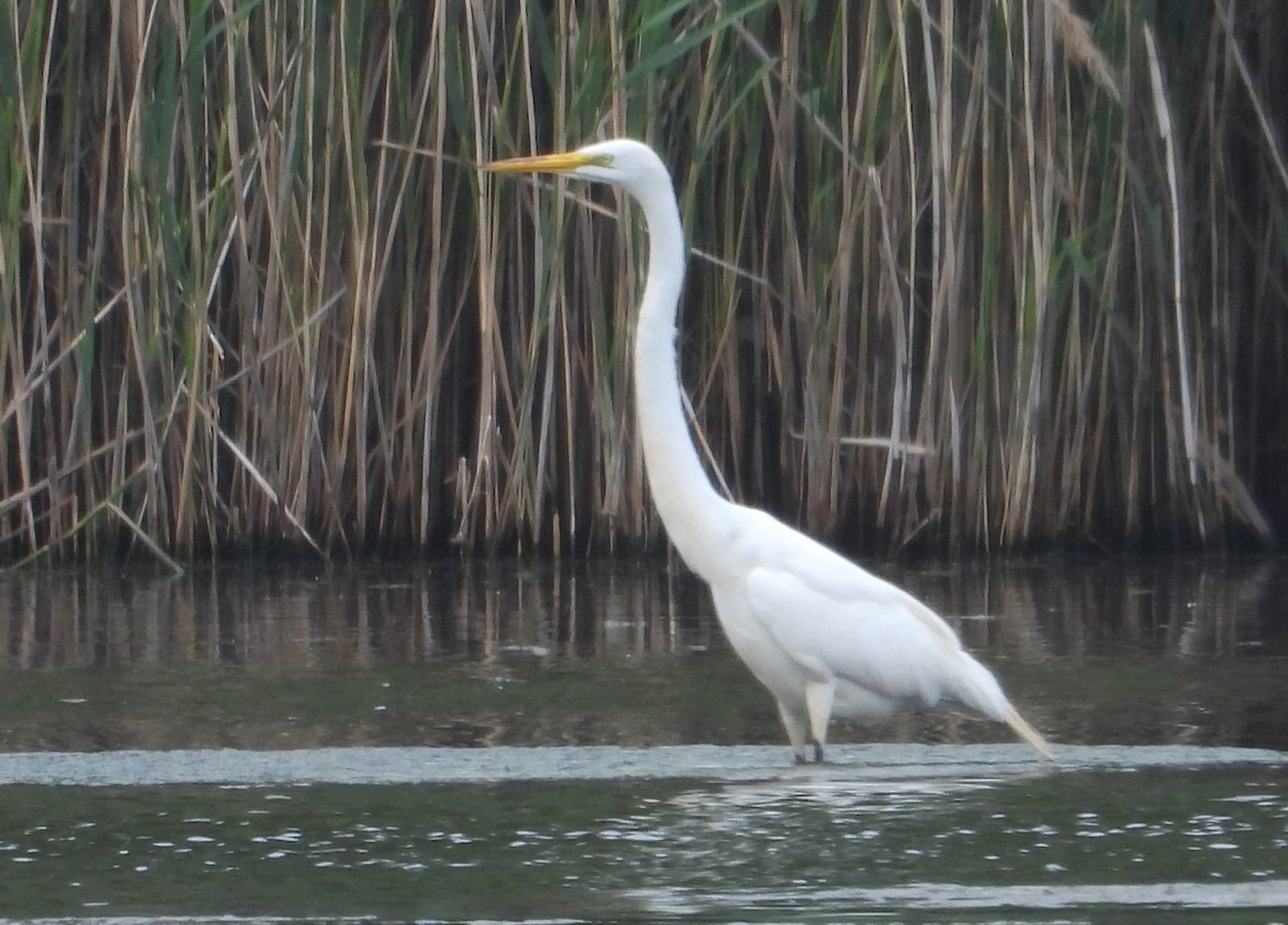 Great Egret - ML637371094