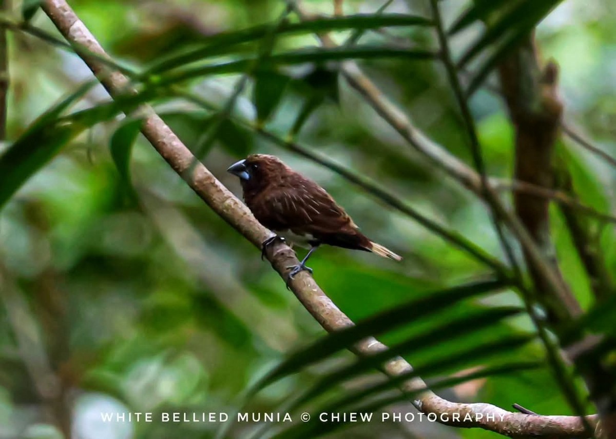 White-bellied Munia - ML637371097