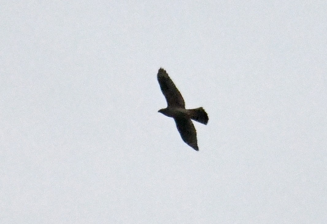 Eurasian Goshawk - ML637371113