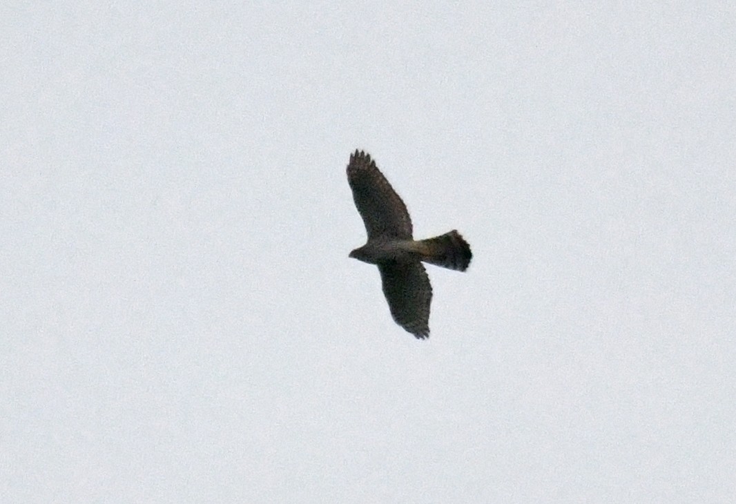 Eurasian Goshawk - ML637371114