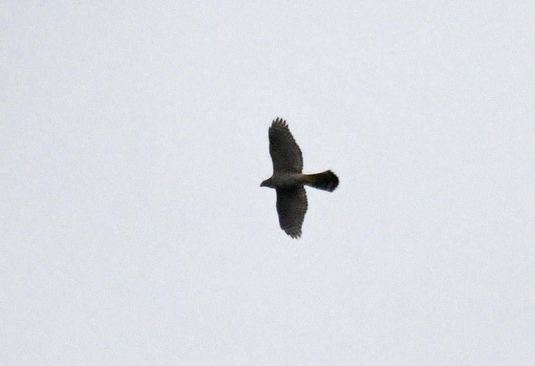 Eurasian Goshawk - ML637371115