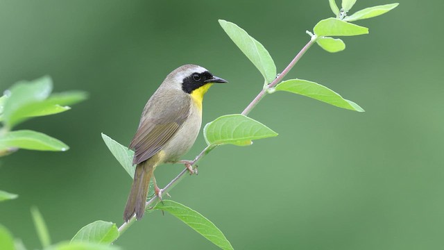 Common Yellowthroat - ML637371159