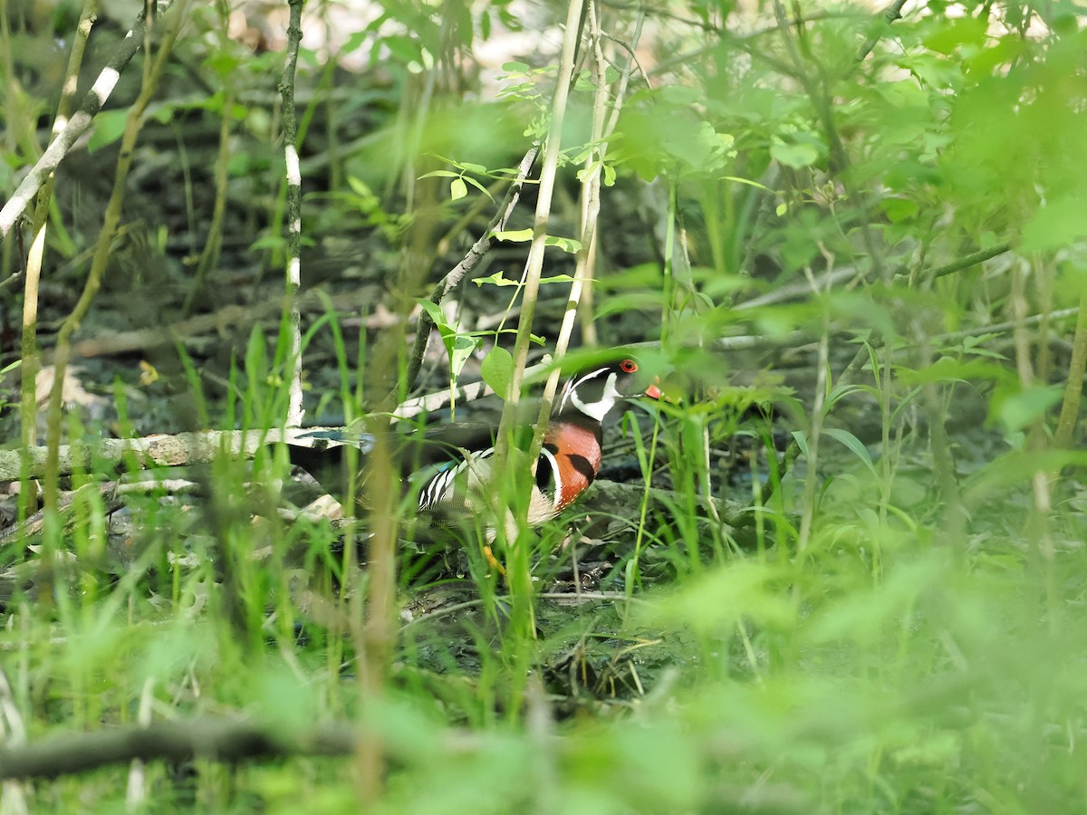 Wood Duck - ML637371212