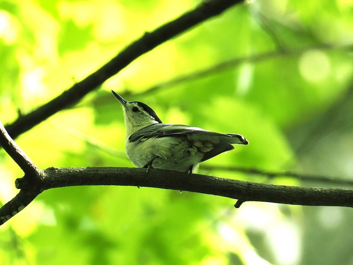 White-breasted Nuthatch - ML637371217