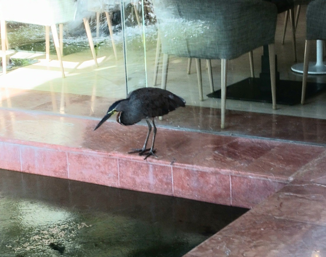 Bare-throated Tiger-Heron - ML637371238