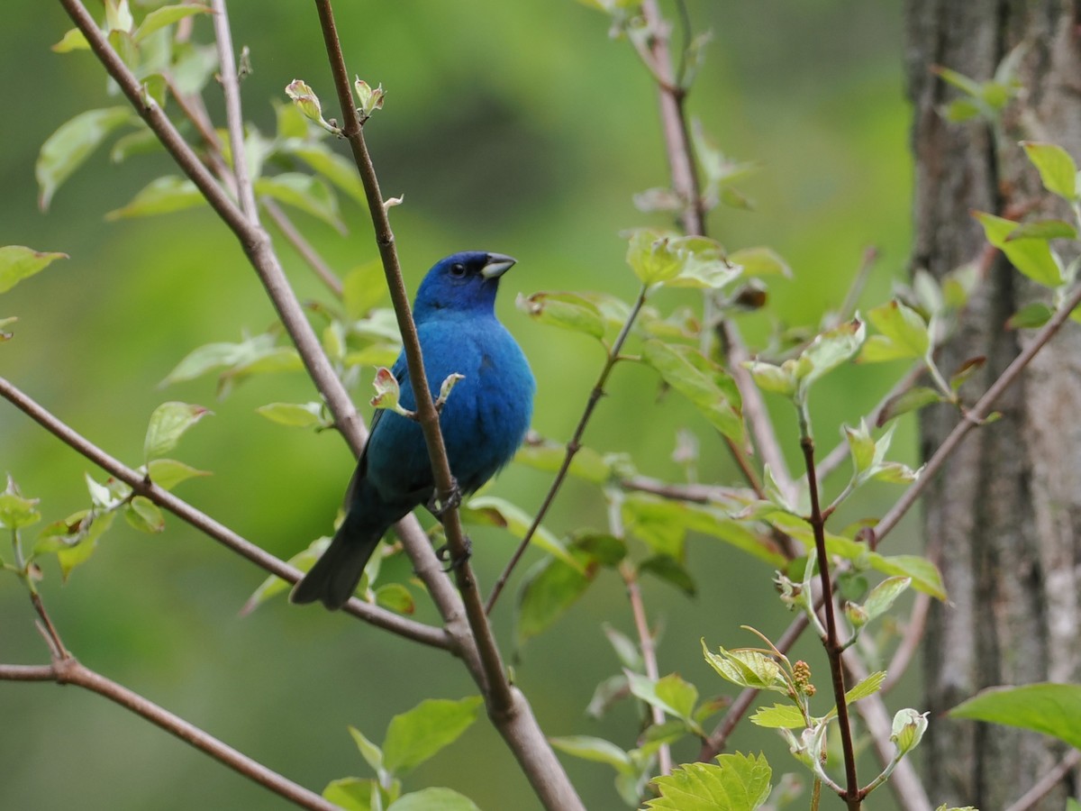 Indigo Bunting - ML637371241