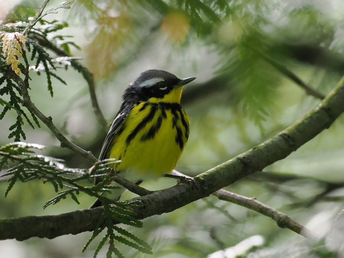 Magnolia Warbler - ML637371249
