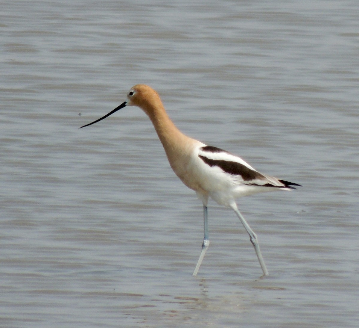 tenkozobec americký - ML637371280