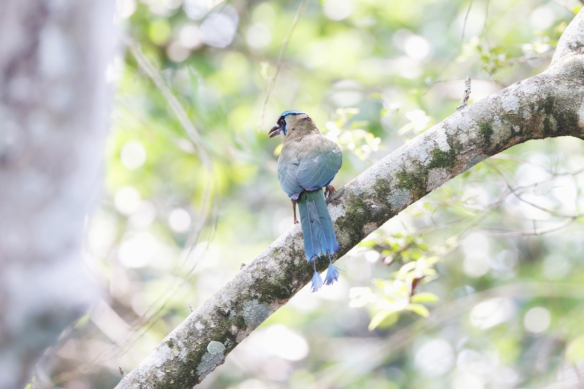 Blauscheitelmotmot - ML637371297