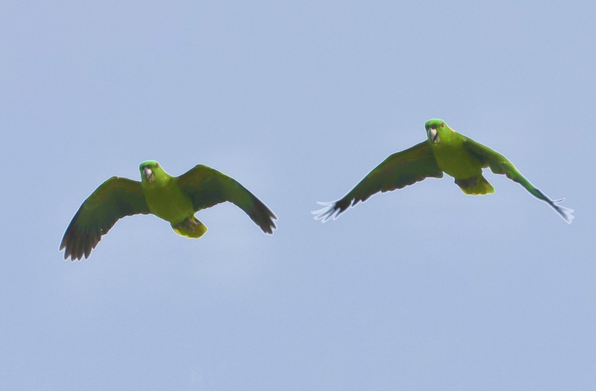 Yellow-naped Amazon - ML637371365