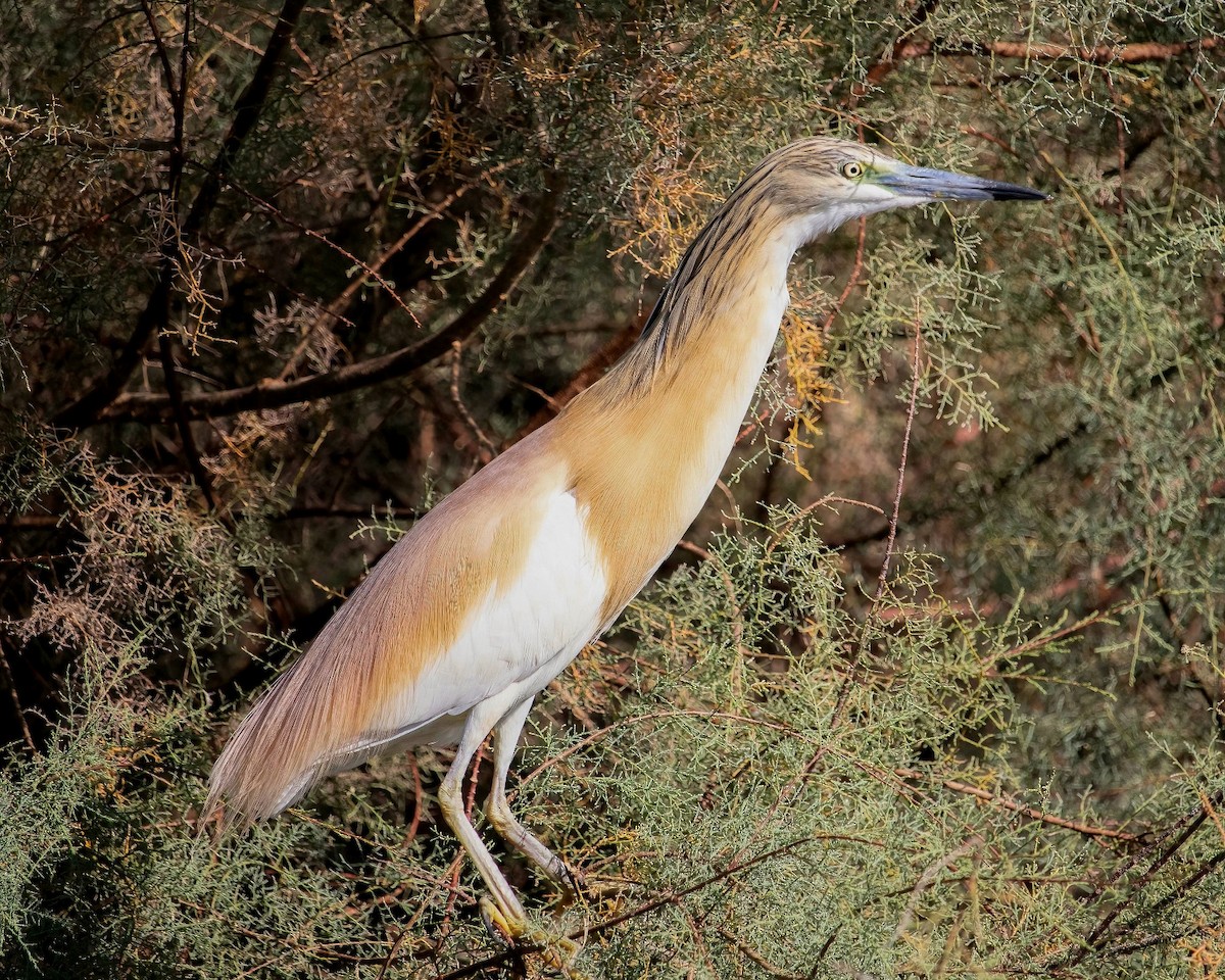 Squacco Heron - ML637371382