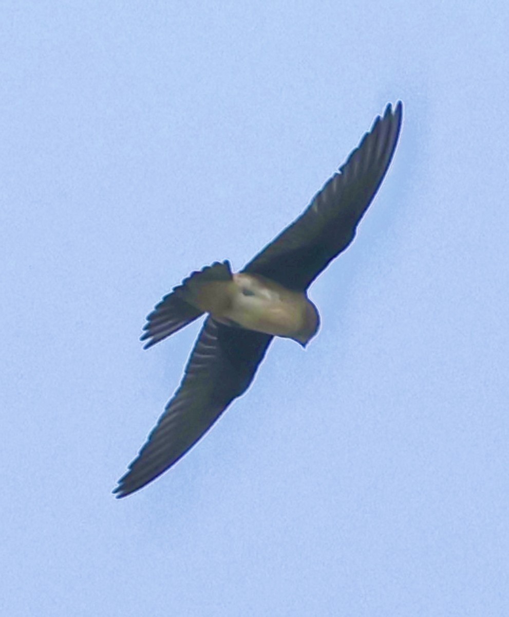 Gray-breasted Martin - ML637371383
