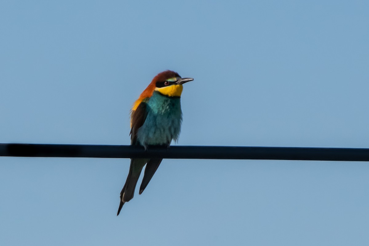 European Bee-eater - ML637371422