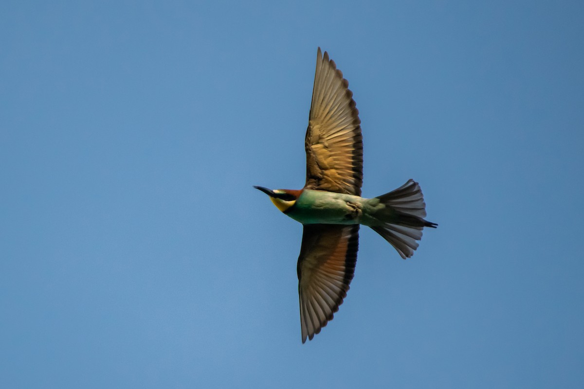 European Bee-eater - ML637371423