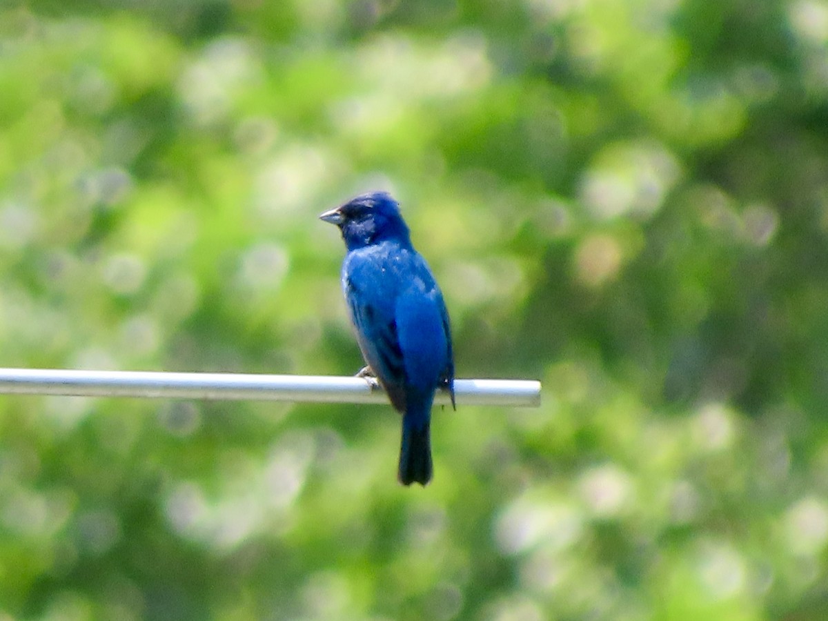 Indigo Bunting - ML637371427