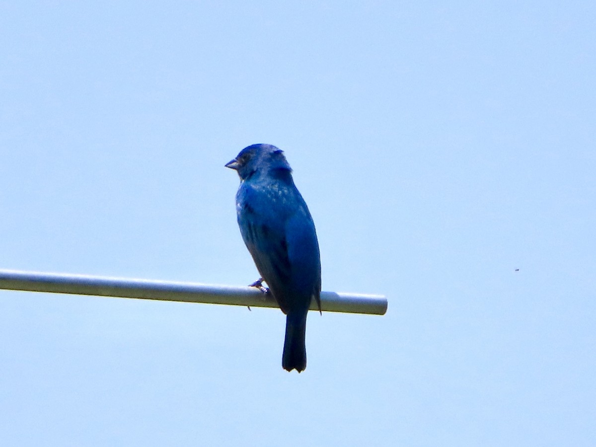 Indigo Bunting - ML637371429