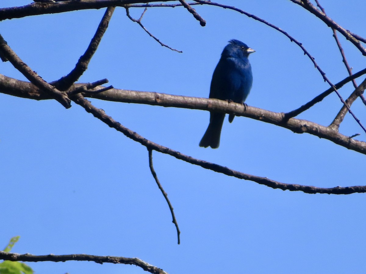 Indigo Bunting - ML637371430
